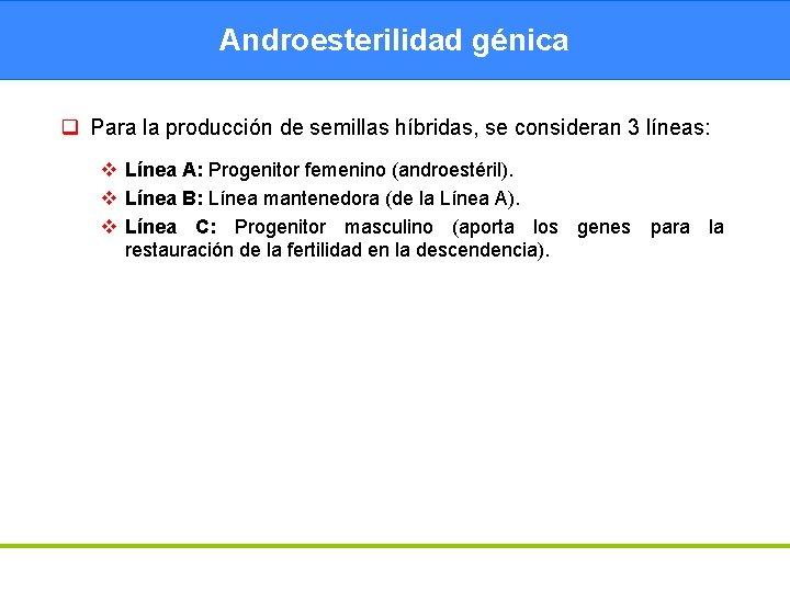 Androesterilidad génica q Para la producción de semillas híbridas, se consideran 3 líneas: v