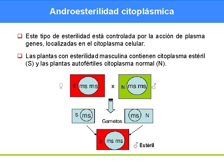Androesterilidad citoplásmica q Este tipo de esterilidad está controlada por la acción de plasma