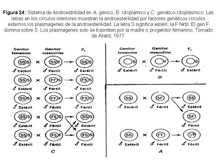 Figura 24: Sistema de Androestrilidad en A: génico, B: citoplámico y C: genético-citoplásmico. Las