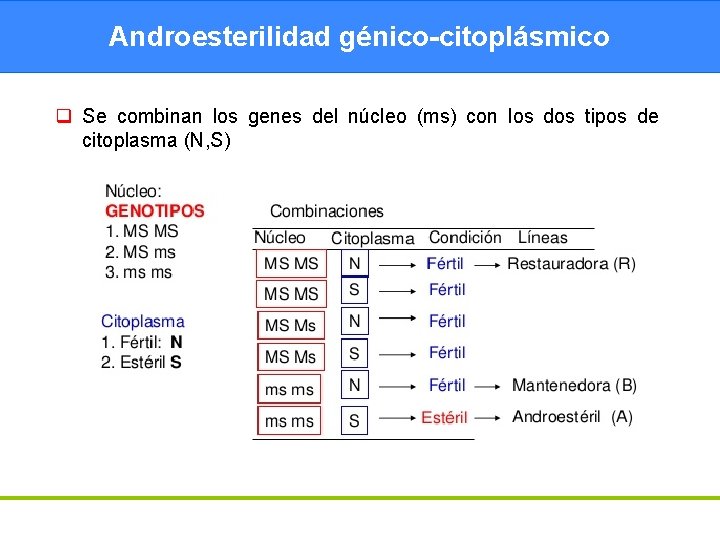 Androesterilidad génico-citoplásmico q Se combinan los genes del núcleo (ms) con los dos tipos