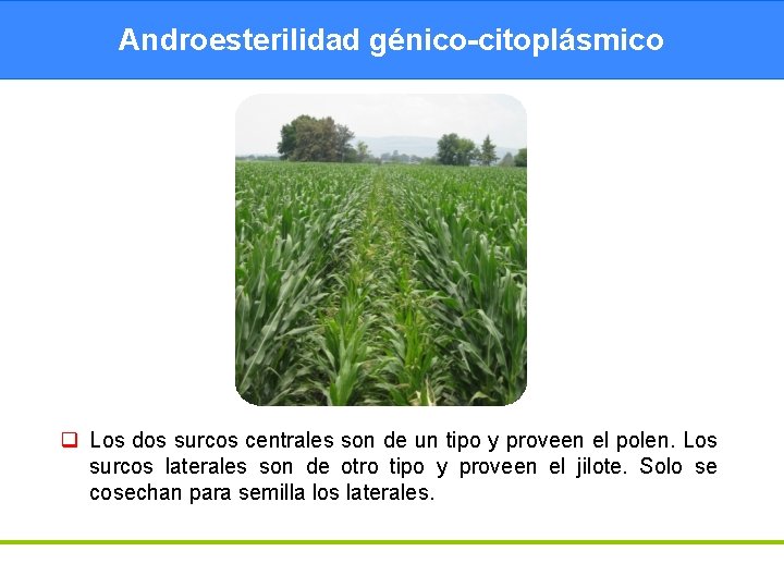 Androesterilidad génico-citoplásmico q Los dos surcos centrales son de un tipo y proveen el