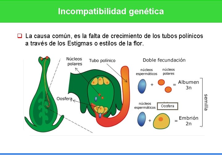 Incompatibilidad genética q La causa común, es la falta de crecimiento de los tubos
