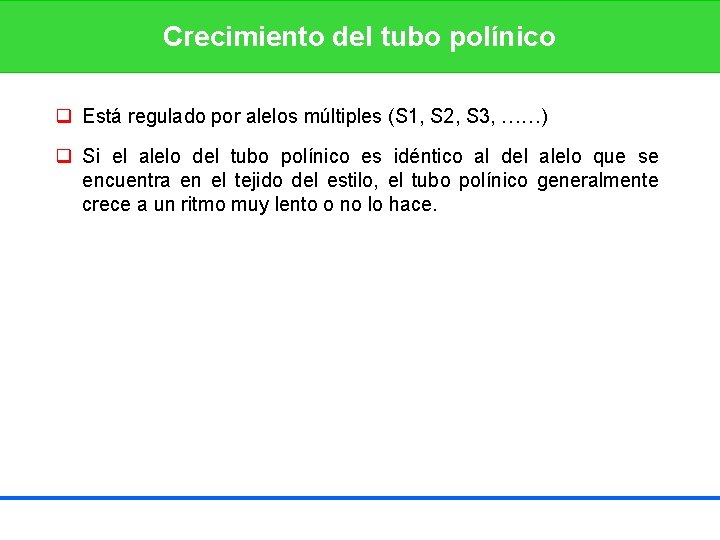 Crecimiento del tubo polínico q Está regulado por alelos múltiples (S 1, S 2,