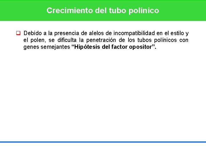 Crecimiento del tubo polínico q Debido a la presencia de alelos de incompatibilidad en