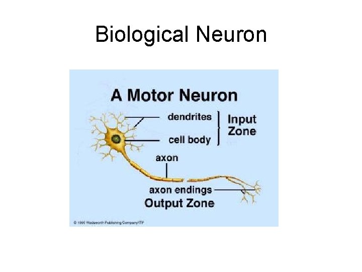 Biological Neuron 