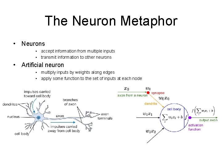 The Neuron Metaphor • Neurons • accept information from multiple inputs • transmit information
