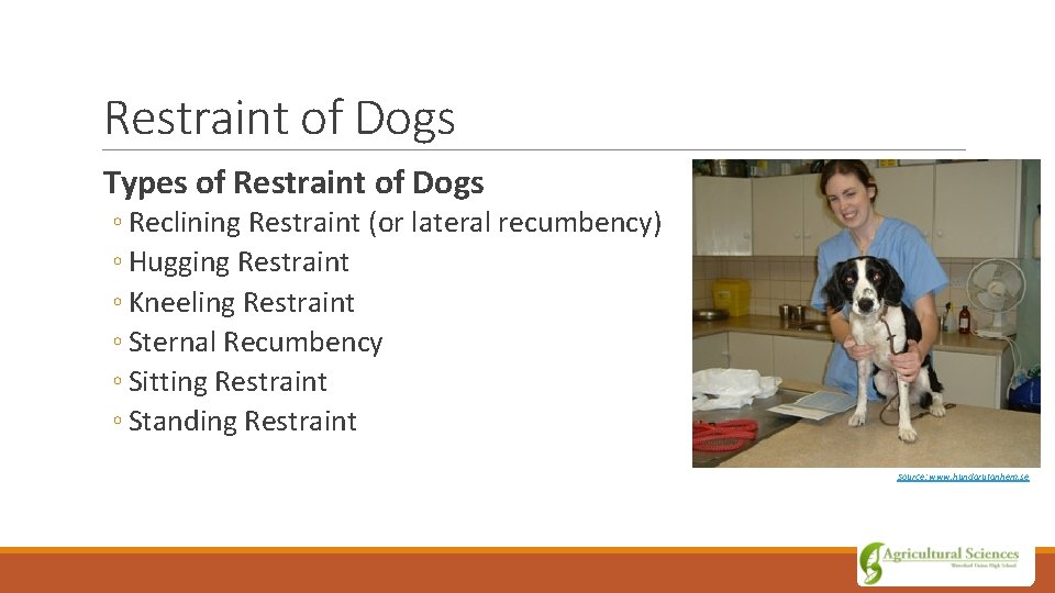 Restraint of Dogs Types of Restraint of Dogs ◦ Reclining Restraint (or lateral recumbency)