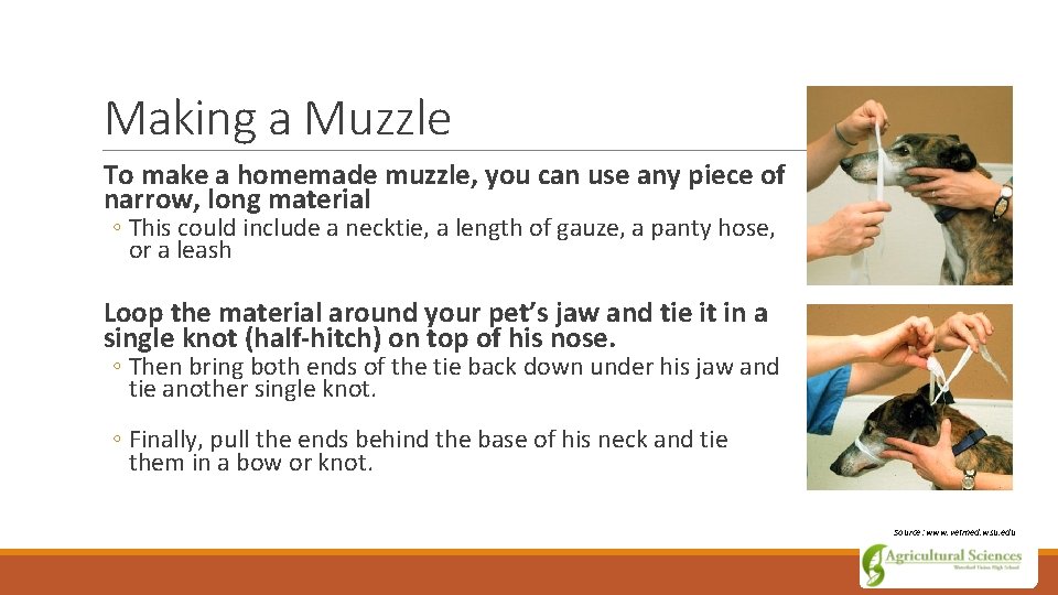 Making a Muzzle To make a homemade muzzle, you can use any piece of
