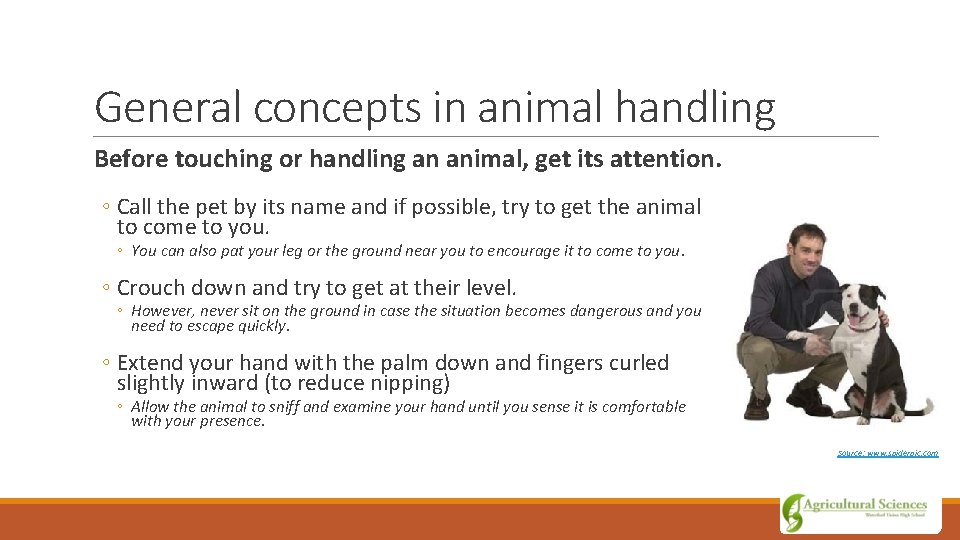 General concepts in animal handling Before touching or handling an animal, get its attention.