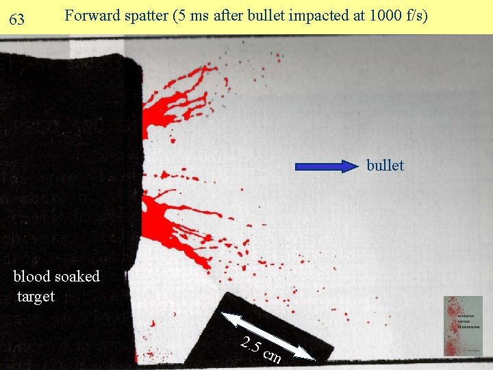 63 Forward spatter (5 ms after bullet impacted at 1000 f/s) bullet blood soaked