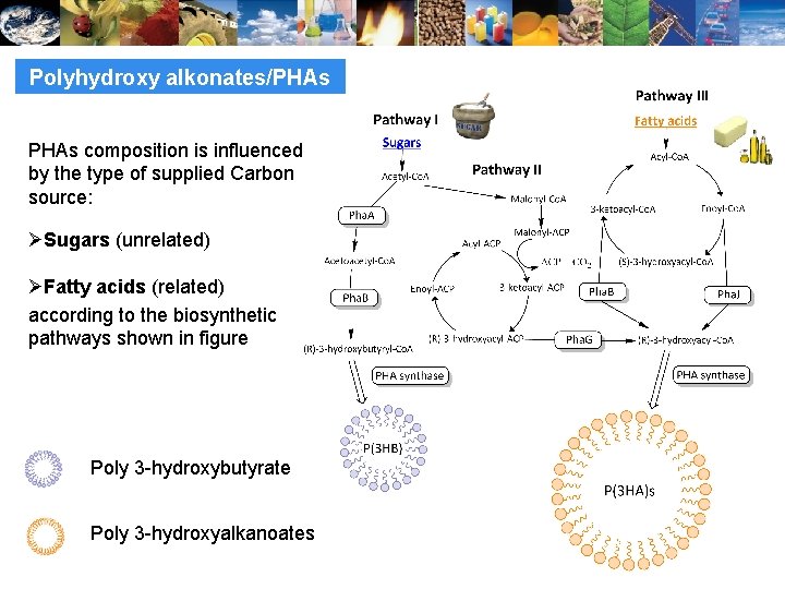 Polyhydroxy alkonates/PHAs composition is influenced by the type of supplied Carbon source: ØSugars (unrelated)