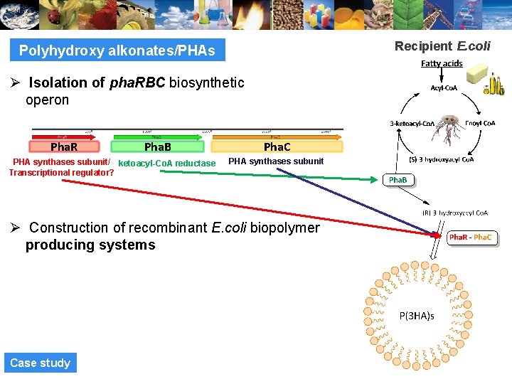 Recipient E. coli Polyhydroxy alkonates/PHAs Ø Isolation of pha. RBC biosynthetic operon Pha. R