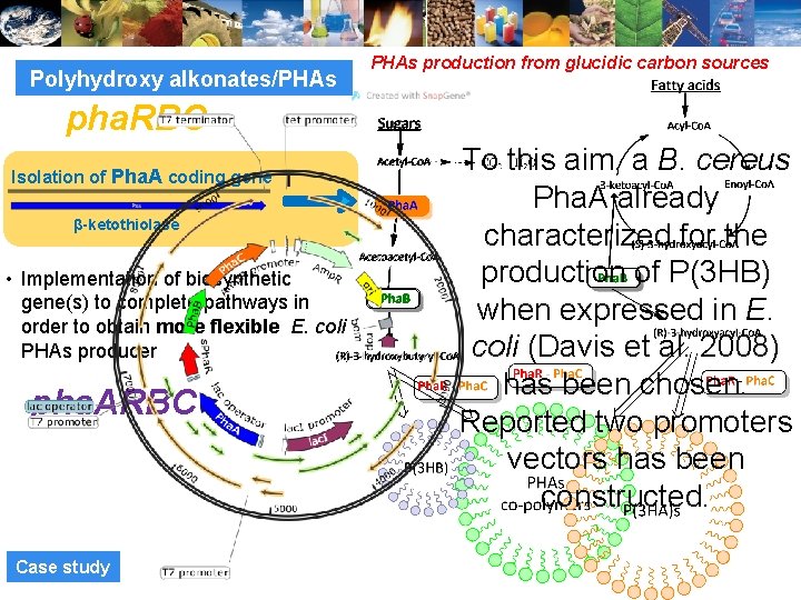 Polyhydroxy alkonates/PHAs production from glucidic carbon sources pha. RBC Isolation of Pha. A coding