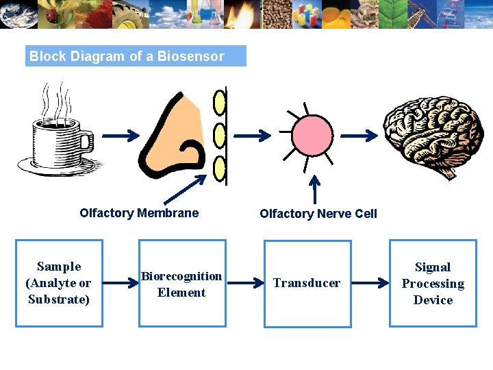 Block Diagram of a Biosensor Olfactory Membrane Sample (Analyte or Substrate) Biorecognition Element Olfactory