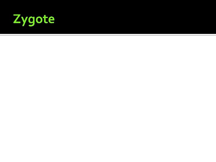 Zygote 
