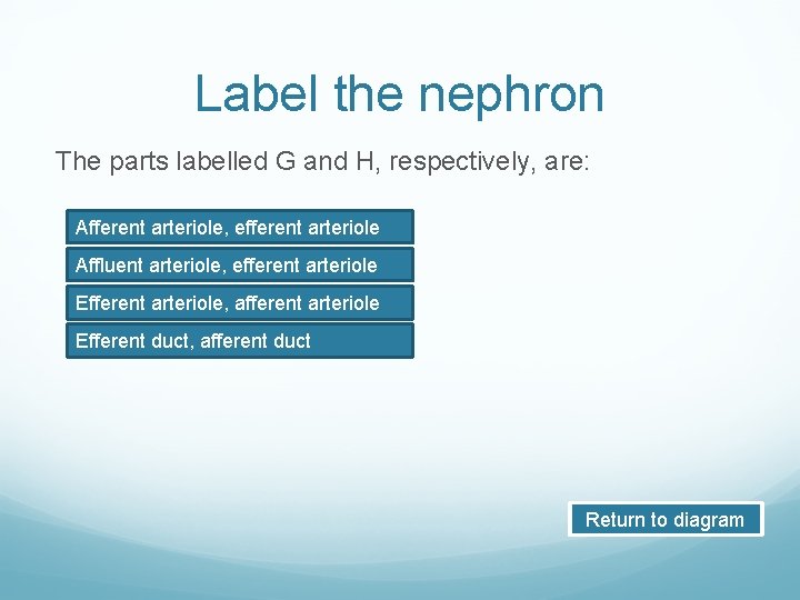 Label the nephron The parts labelled G and H, respectively, are: Afferent arteriole, efferent