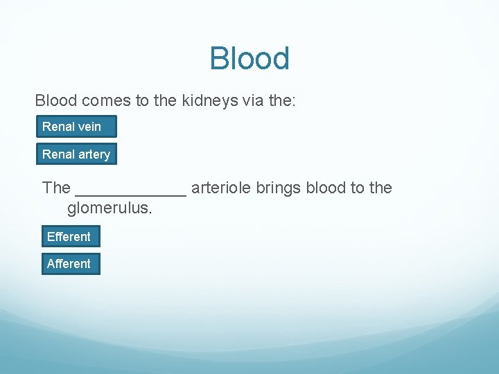 Blood comes to the kidneys via the: Renal vein Renal artery The ______ arteriole