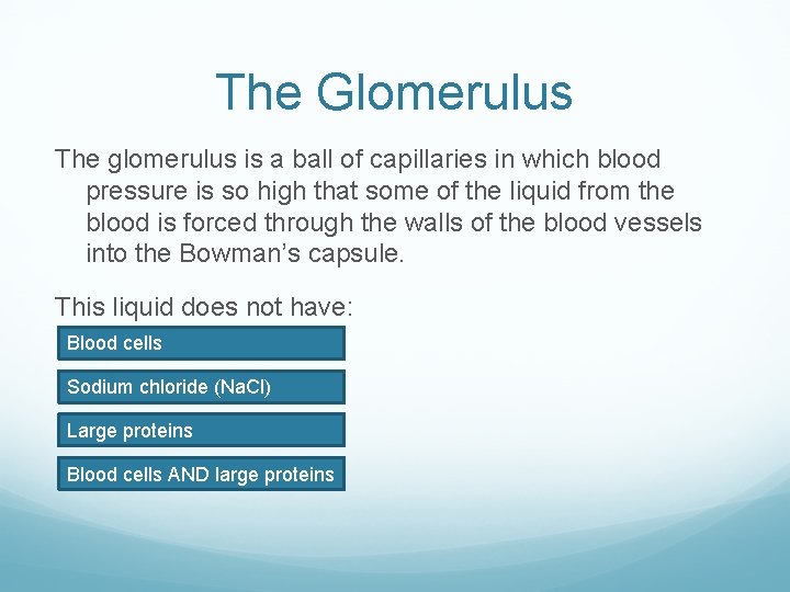The Glomerulus The glomerulus is a ball of capillaries in which blood pressure is