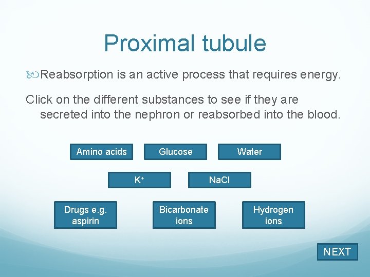 Proximal tubule Reabsorption is an active process that requires energy. Click on the different