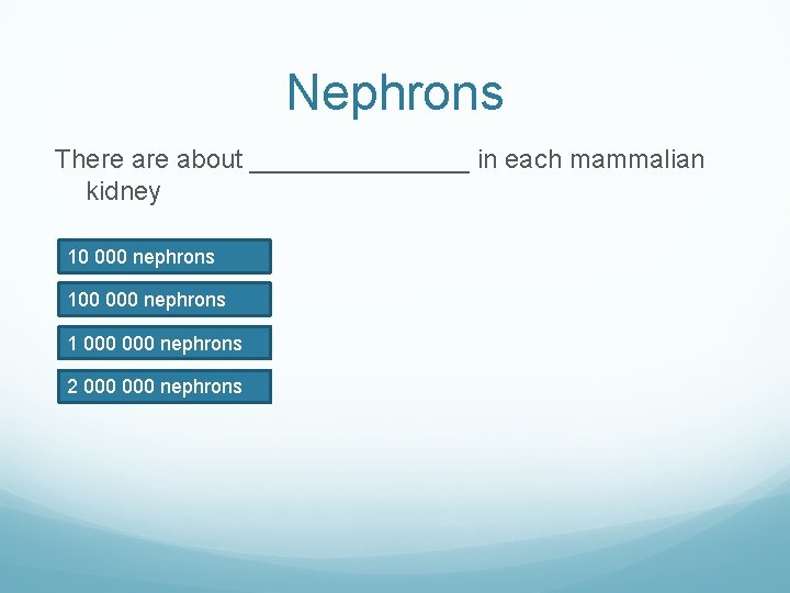 Nephrons There about ________ in each mammalian kidney 10 000 nephrons 100 000 nephrons