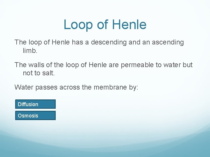 Loop of Henle The loop of Henle has a descending and an ascending limb.