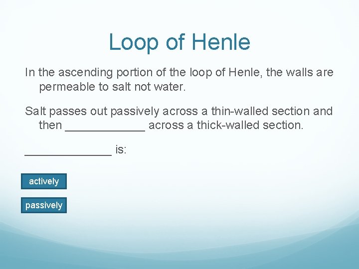 Loop of Henle In the ascending portion of the loop of Henle, the walls