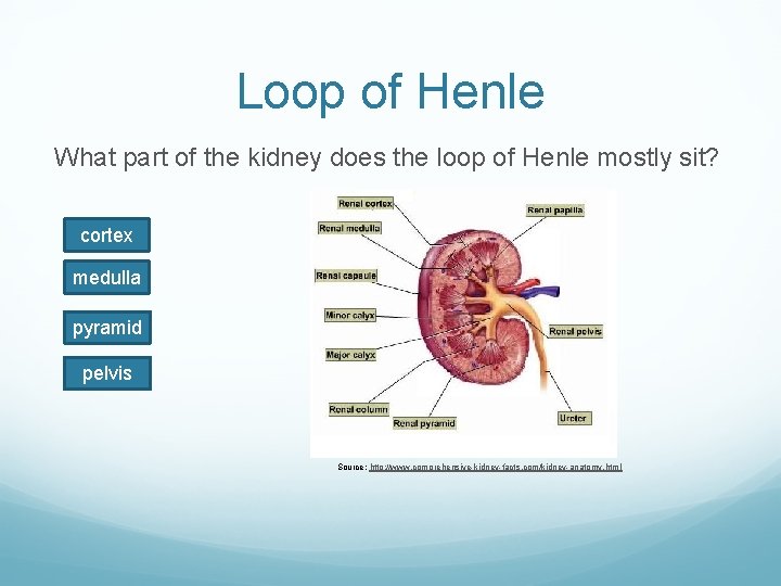 Loop of Henle What part of the kidney does the loop of Henle mostly