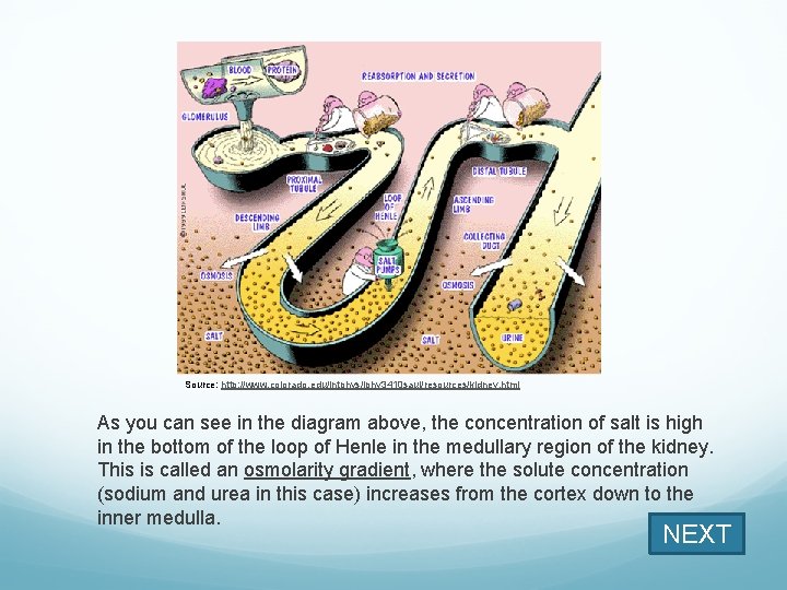 Source: http: //www. colorado. edu/intphys/iphy 3410 saul/resources/kidney. html As you can see in the