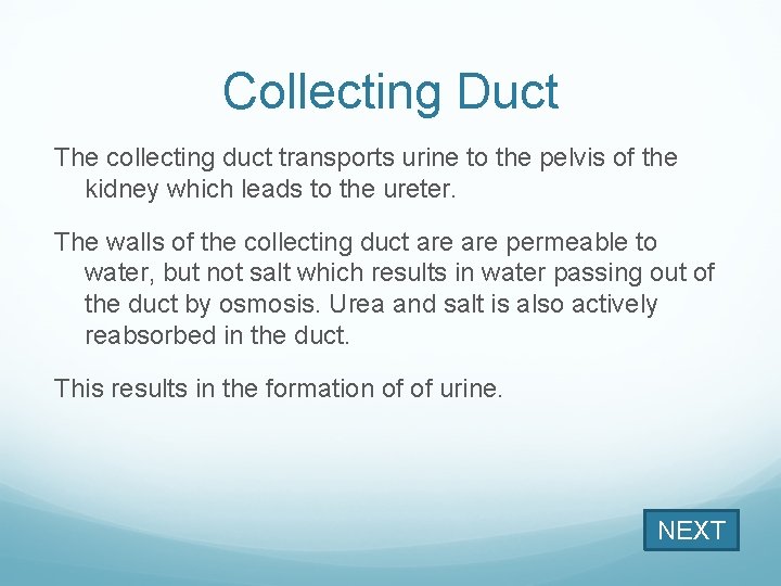 Collecting Duct The collecting duct transports urine to the pelvis of the kidney which