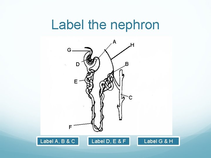 Label the nephron A H G D B E C F Label A, B