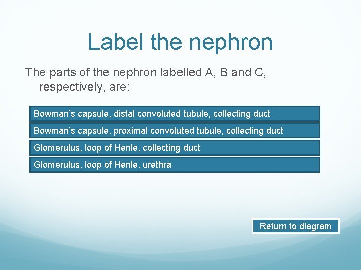 Label the nephron The parts of the nephron labelled A, B and C, respectively,