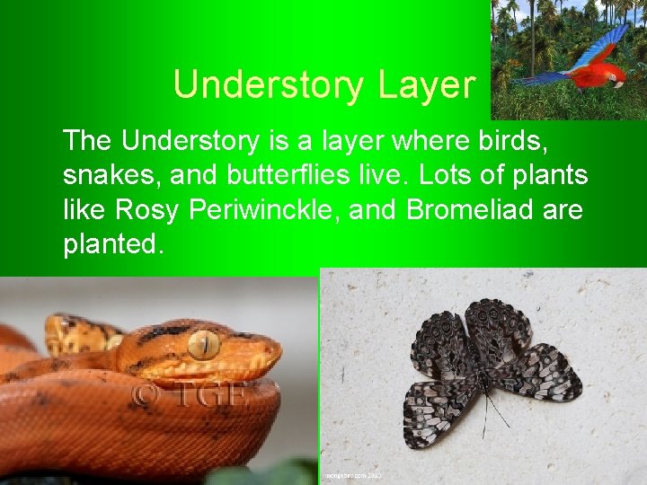 Understory Layer The Understory is a layer where birds, snakes, and butterflies live. Lots Understory Layer The Understory is a layer where birds, snakes, and butterflies live. Lots