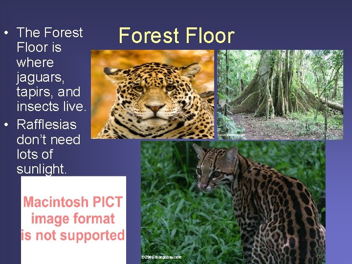 • The Forest Floor is where jaguars, tapirs, and insects live. • Rafflesias  • The Forest Floor is where jaguars, tapirs, and insects live. • Rafflesias
