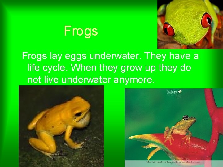 Frogs lay eggs underwater. They have a life cycle. When they grow up they Frogs lay eggs underwater. They have a life cycle. When they grow up they