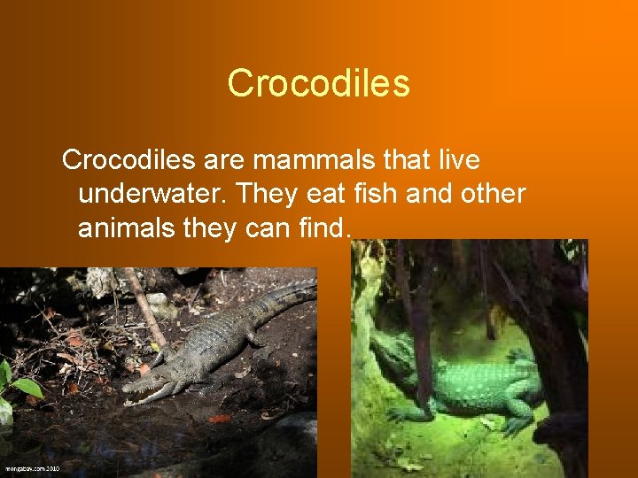Crocodiles are mammals that live underwater. They eat fish and other animals they can Crocodiles are mammals that live underwater. They eat fish and other animals they can