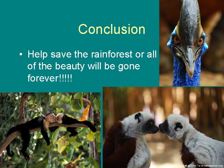 Conclusion • Help save the rainforest or all of the beauty will be gone Conclusion • Help save the rainforest or all of the beauty will be gone