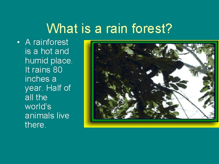 What is a rain forest? • A rainforest is a hot and humid place. What is a rain forest? • A rainforest is a hot and humid place.