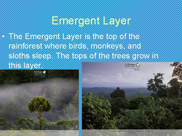 Emergent Layer • The Emergent Layer is the top of the rainforest where birds, Emergent Layer • The Emergent Layer is the top of the rainforest where birds,