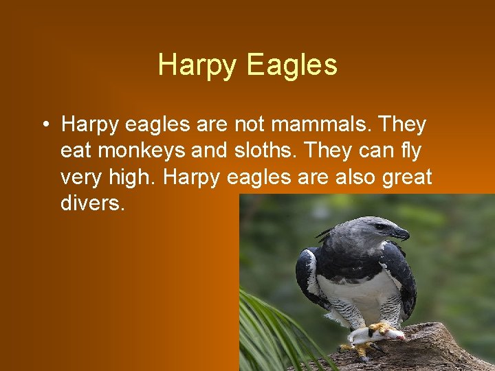 Harpy Eagles • Harpy eagles are not mammals. They eat monkeys and sloths. They Harpy Eagles • Harpy eagles are not mammals. They eat monkeys and sloths. They