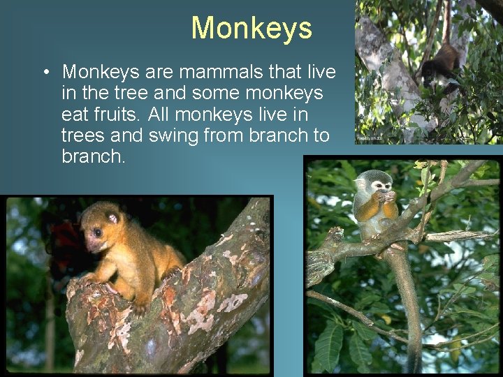 Monkeys • Monkeys are mammals that live in the tree and some monkeys eat Monkeys • Monkeys are mammals that live in the tree and some monkeys eat