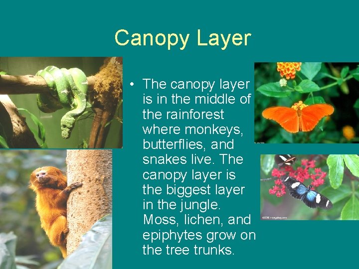 Canopy Layer • The canopy layer is in the middle of the rainforest where Canopy Layer • The canopy layer is in the middle of the rainforest where