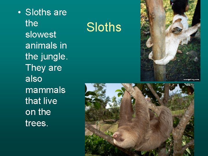 • Sloths are the slowest animals in the jungle. They are also mammals  • Sloths are the slowest animals in the jungle. They are also mammals