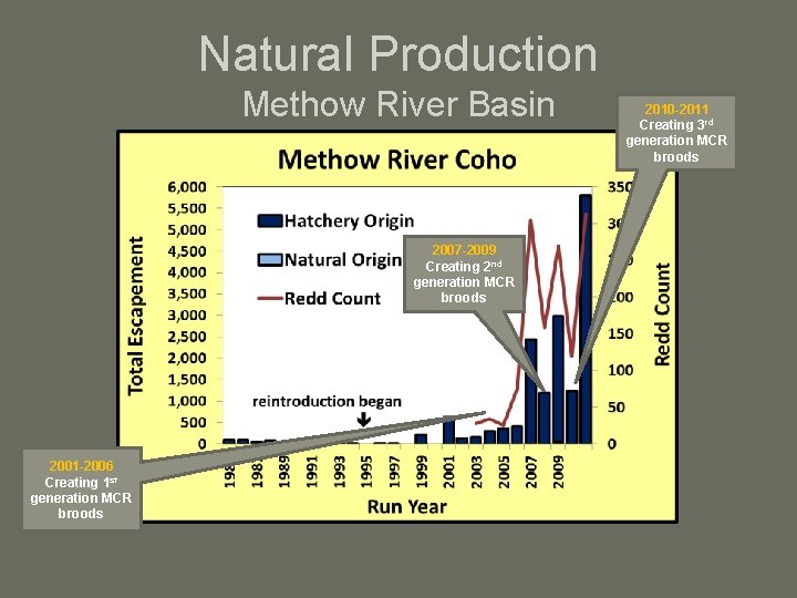 Natural Production Methow River Basin 2007 -2009 Creating 2 nd generation MCR broods 2001