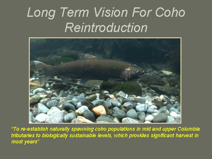 Long Term Vision For Coho Reintroduction “To re-establish naturally spawning coho populations in mid