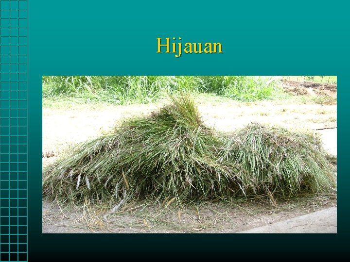 Hijauan 