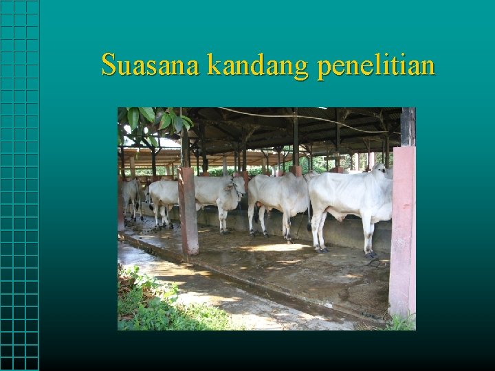 Suasana kandang penelitian 