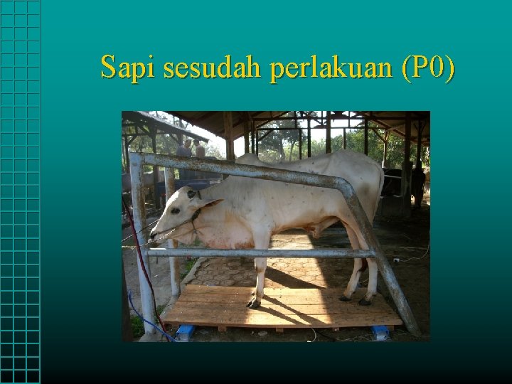 Sapi sesudah perlakuan (P 0) 