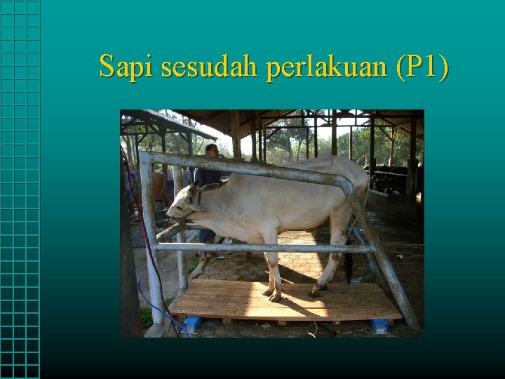 Sapi sesudah perlakuan (P 1) 