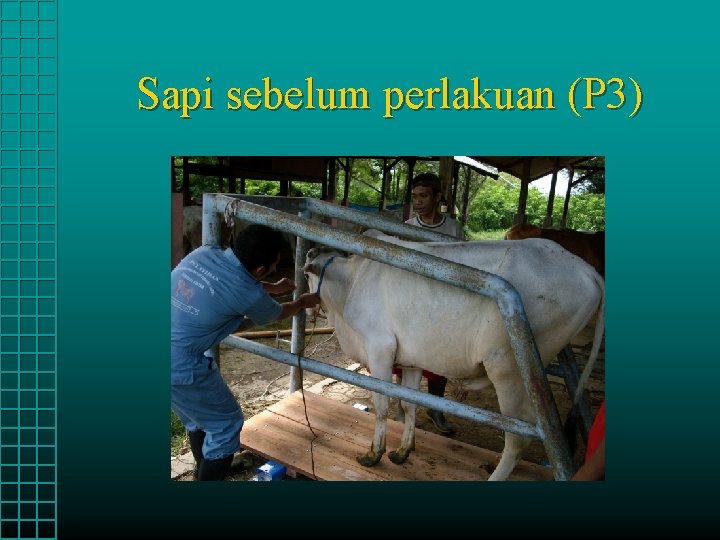 Sapi sebelum perlakuan (P 3) 