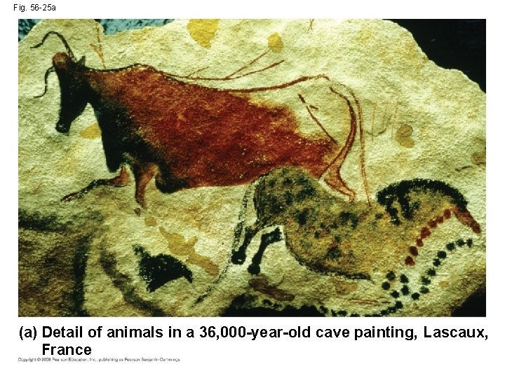 Fig. 56 -25 a (a) Detail of animals in a 36, 000 -year-old cave